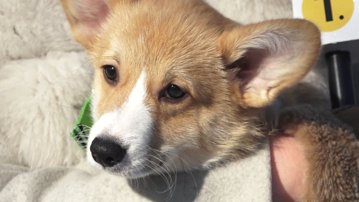 Собака корги