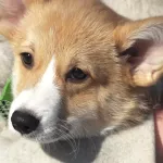 Роковая роль корги? Неужели семью Усольцевых погубила их собака