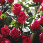 Романтик из Тольятти украл для возлюбленной 101 розу из магазина