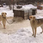 Проблема бродячих собак стала для Барнаула особенно острой