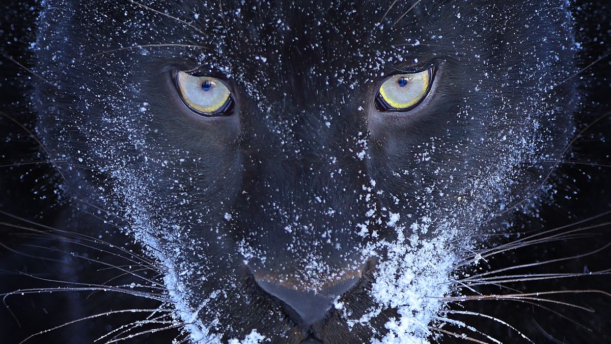 «Мои любимые дикие кошки в одном месте»: известный фотограф запечатлел животных барнаульского зоопар