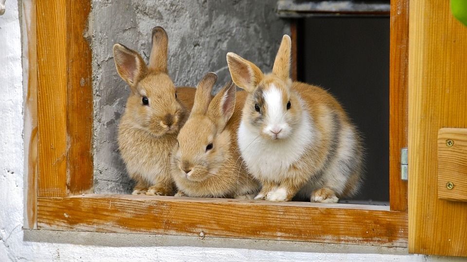 Алтайский край стал первым в Сибири по поголовью кролика