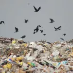 Под Санниково и не только: кто и где  будет строить на Алтае мусорные заводы
