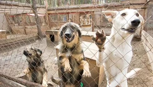 В Алтайском крае может появиться сеть приютов для бездомных животных