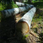 Рабочий погиб во время рубки леса в Волчихинском районе