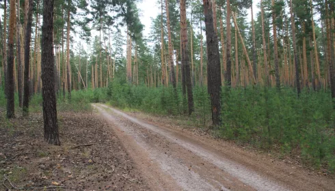 Суды и компромиссы. Активисты рассказали, что мешает спасти ценные леса Алтайского края от вырубок