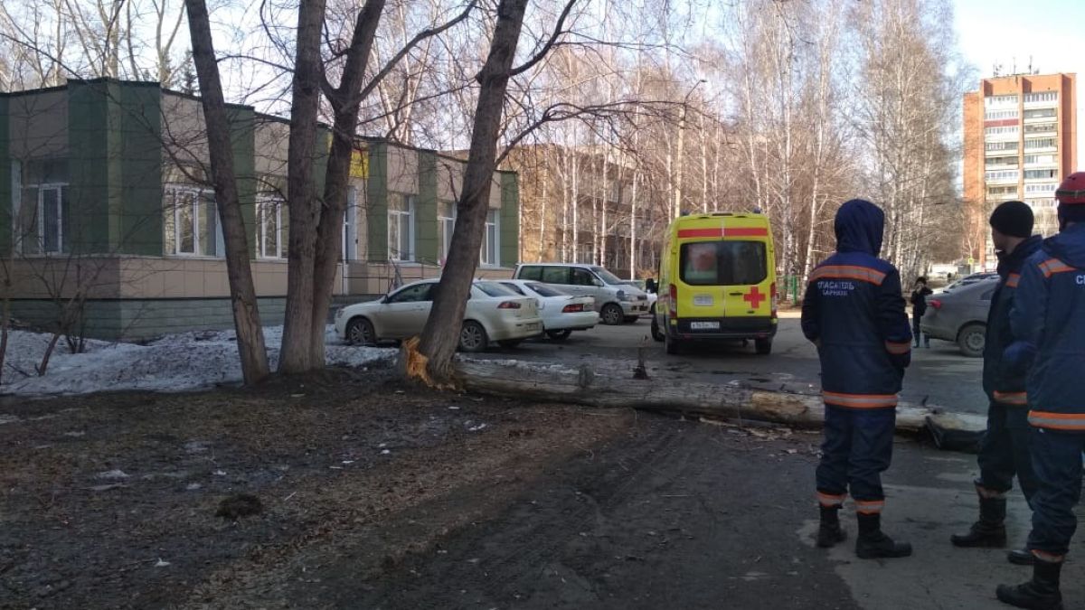 Упавшее дерево в Барнауле