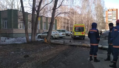 Упавшее дерево насмерть придавило мужчину в Барнауле