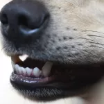 Алтайские депутаты предложили не возвращать бродячих собак на улицы и усыплять особо агрессивных