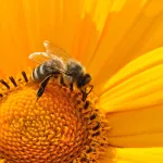 Еще более тысячи пчелосемей погибли в Алтайском крае