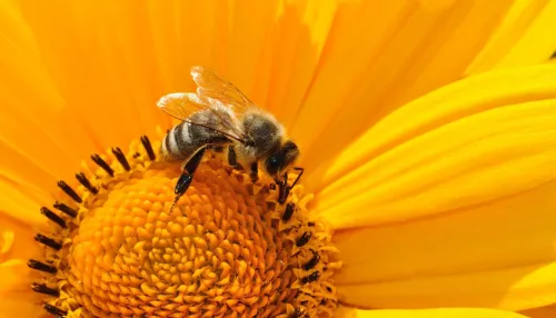 Еще более тысячи пчелосемей погибли в Алтайском крае