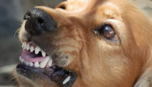 В Рубцовске бродячая собака напала на подростка на рынке
