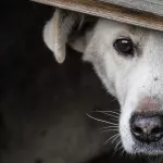 Несколько жестоких убийств собак произошло в Алтайском крае