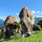 Алтайская ветслужба временно приостановила запрет на продажу мяса убитого в подворьях скота