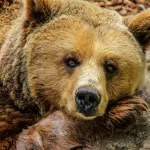 Африканские приключения, медведь-людоед и полицейские истории: что произошло в Сибири за неделю