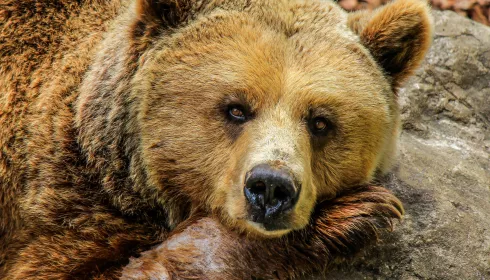 Медведи, дичь, копытные и пушные. За год браконьеры убили на Алтае 200 зверей
