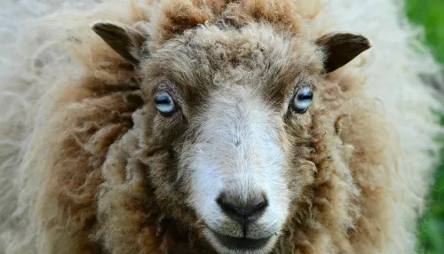 На Алтае овчарки задрали более 60 хозяйских овец и коз