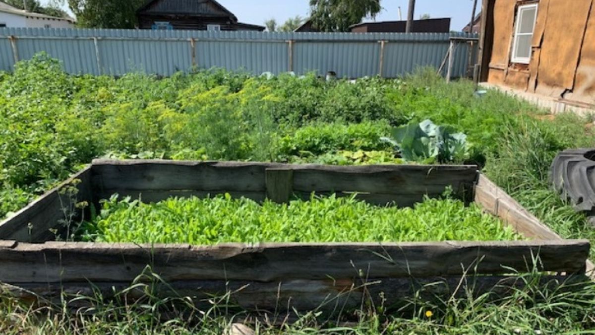 Грядка с маком на участке подозреваемой