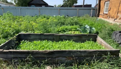 Алтайскую селянку поймали на выращивании наркотического мака