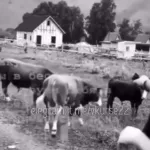 Алтайская прокуратура заинтересовалась видео со стрельбой по коровам