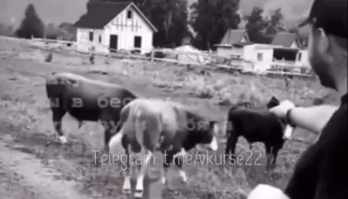 Алтайская прокуратура заинтересовалась видео со стрельбой по коровам