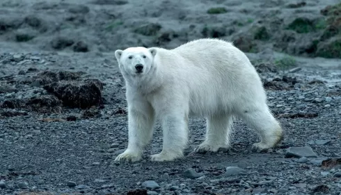 Мертвые медведи. Алтайский фотограф-путешественник Евгений Борисов призвал беречь природу Арктики
