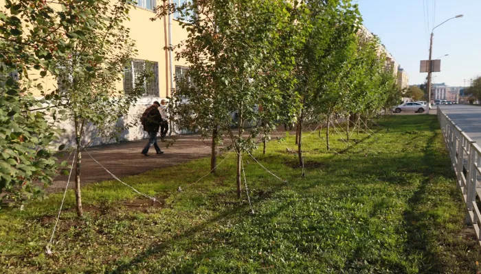 Подрядчик отказался поливать барнаульскую растительность и попал в черный список