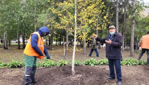 Станем зеленее. 500 деревьев высадят на улицах Барнаула осенью 2021 года
