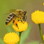 В Алтайском крае зафиксировали массовую гибель пчел