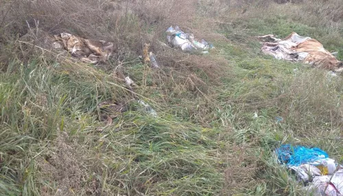 Ветслужба уберет незаконную свалку трупов животных в алтайском селе после жалобы общественника