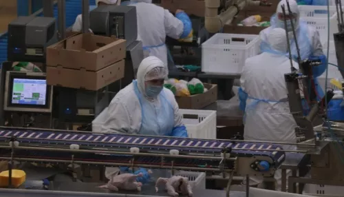 Мобилизовались. Пострадавший от пожара «Алтайский бройлер» наращивает производственные мощности