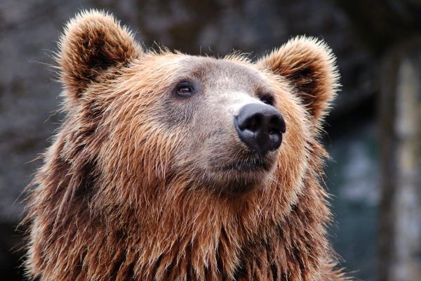 Согнул дверь и залез в дом. Медведь до заикания напугал спящего строителя