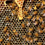 Пчелы и люди отравились химикатами в нескольких алтайских районах