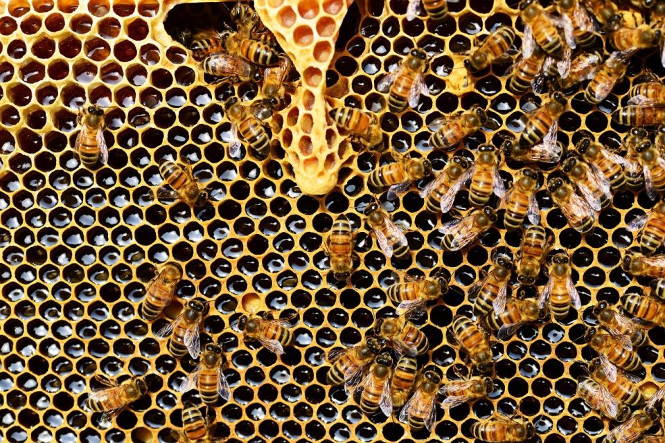 Мед. Пчелы