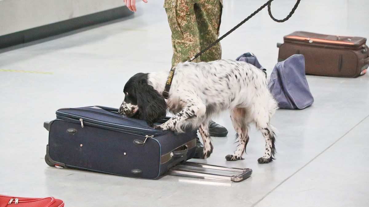 Собака и чемодан. Досмотр багажа