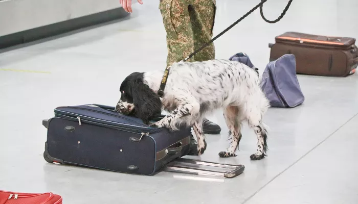 Блуждающий багаж. Барнаульский завод АЗДА выиграл суд у Аэрофлота Блуждающий багаж. Барнаульский завод АЗДА выиграл суд у Аэрофлота