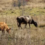 Восемь районов Алтайского края пока остаются без площадок для забоя скота