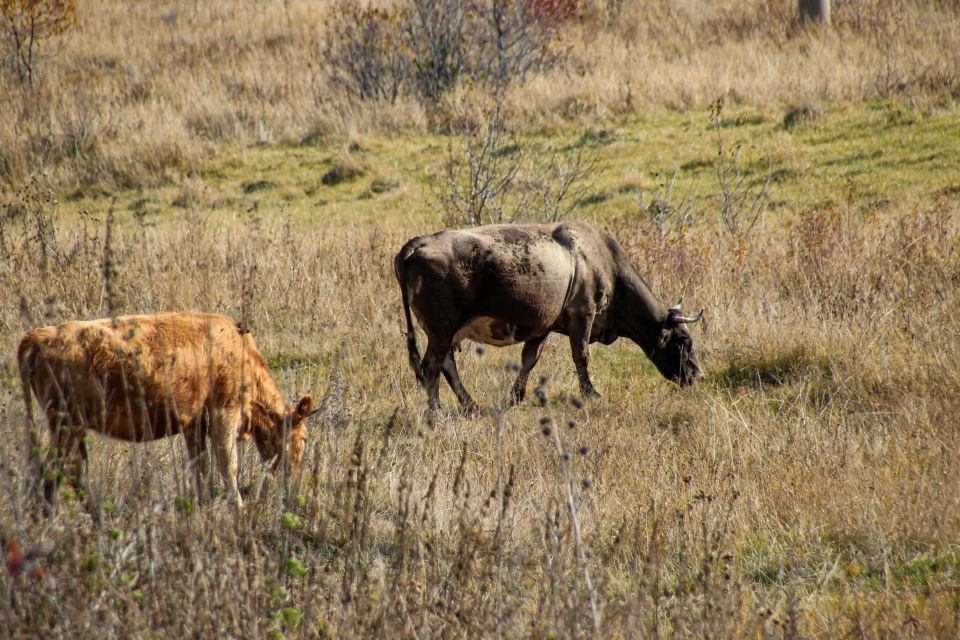 Коровы. Животные