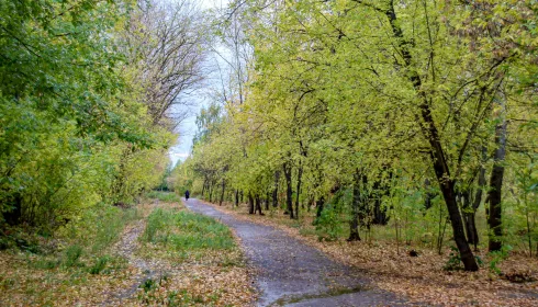 Часть парка имени Ленина в Барнауле могут присоединить к «Лесной сказке»