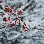 Ночные морозы, снег и гололед. Какая погода ждет Алтайский край в начале ноября