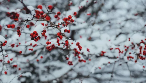 Ночные морозы, снег и гололед. Какая погода ждет Алтайский край в начале ноября