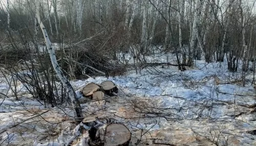 Алтайский ОНФ заступился за «краснокнижную» рощу в Усть-Калманском районе