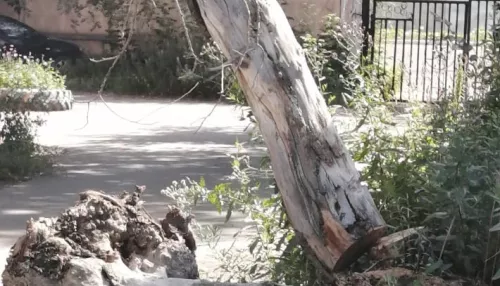 Директор управляющей компании в Барнауле пойдет под суд из-за упавшего на женщину дерева