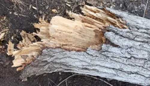 Чиновник барнаульской мэрии пойдет под суд за смерть мужчины