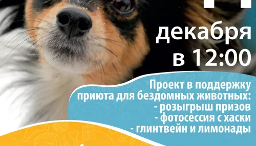 Помоги бездомным животным. Барнаульцев приглашают на социальную акцию с призами