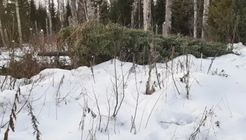 Жителя Алтайского края задержали за рубку 50 пихт для продажи на Новый год