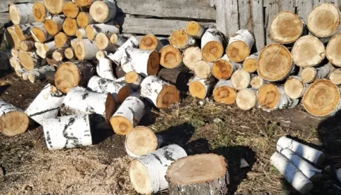 Два «черных лесоруба» нанесли Алтайскому краю ущерб на 100 тысяч рублей