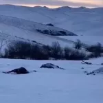 Неизвестные расстреляли 53 лошади в одном из районов Алтайского края