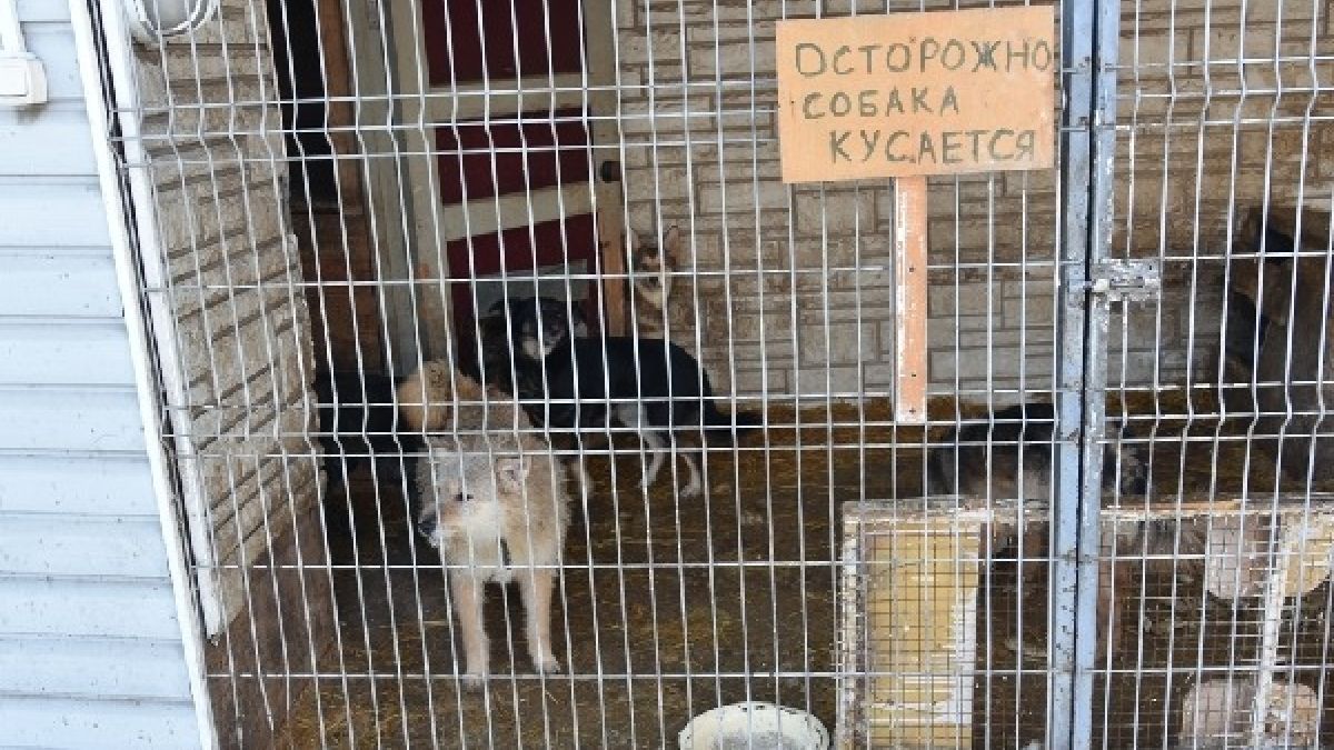 Бездомные собаки в приюте «Ласка»