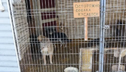 Мэрия Барнаула может оплатить содержание бездомных собак в приюте